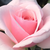 Roz - Trandafir de parc - Felberg's Rosa Druschki